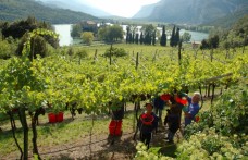Il Piano Pedron per rilanciare la viticoltura in Trentino