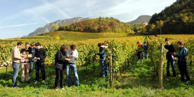 Vendemmia in Trentino: annata super per il Pinot grigio