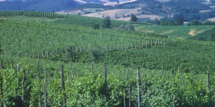 Fedagri: in Emilia Romagna -2,7% di produzione rispetto al 2009