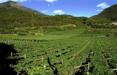 Un nuovo Consorzio trentino per rilanciare la vitienologia