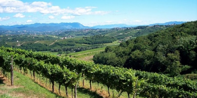 È in arrivo la nuova Strada del vino Colli del Friuli