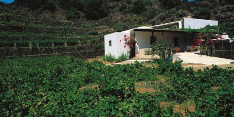 L’alberello di Pantelleria candidato all’Unesco