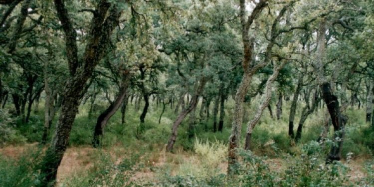 Biodiversità ed emissioni zero, gli obiettivi del progetto “Sughereta in Sardegna”
