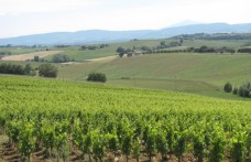 Avignonesi acquista 16 nuovi ettari nella zona storica del Montepulciano