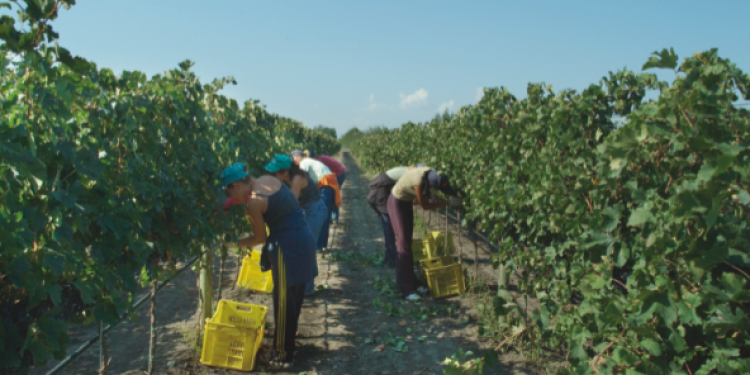 Fotografia della Puglia viticola: il 91% dell’export è in Europa e il valore economico cresce del +8,6%
