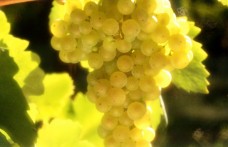 Il Consorzio Conegliano Valdobbiadenene presenta un protocollo per la viticoltura sostenibile