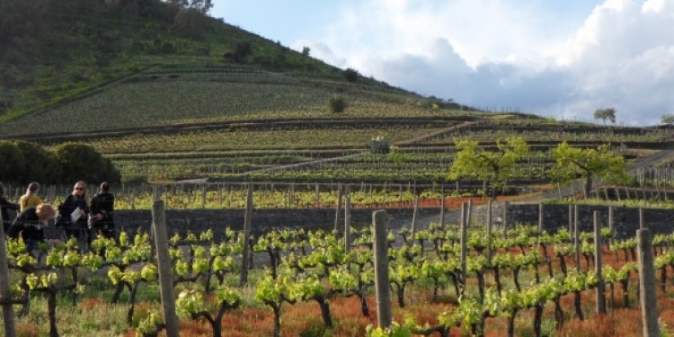 Una zonazione per valorizzare i vini dell’Etna