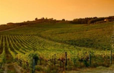 Annate storiche di vini mitici (15): Toscana II parte