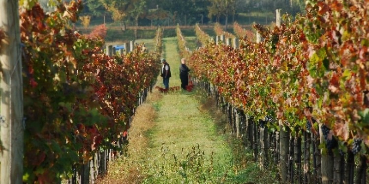 Annate storiche di vini mitici (17): Umbria II parte