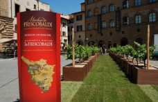 Vigne in piazza a Firenze per i 10 anni del wine bar Frescobaldi