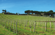 Annate storiche di vini mitici (18): Lazio