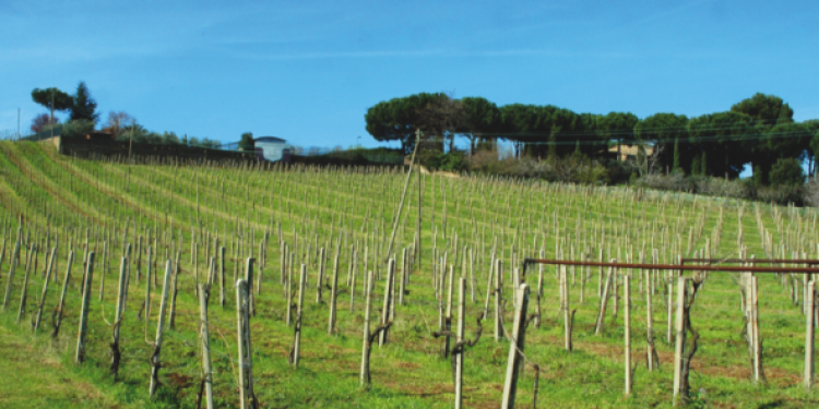 Annate storiche di vini mitici (18): Lazio