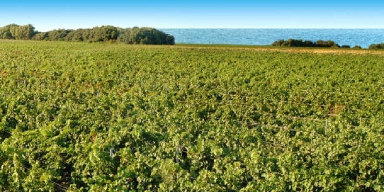 La Puglia, meta imperdibile del vino per Wine Enthusiast