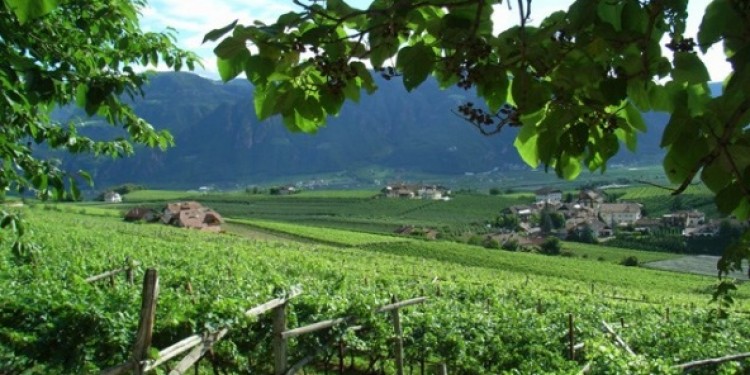 Pinot nero d’Italia. Alto Adige espressioni d’alta quota