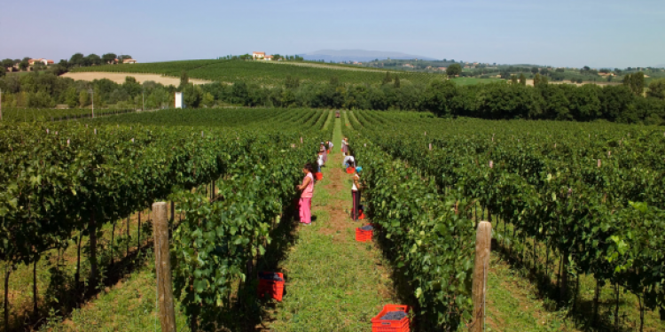 Il vino dà lavoro a più di 1 milione di italiani. Donne e giovani in aumento