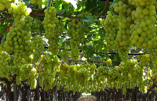 Produzione vitivinicola 2013: la nota dell’Oiv