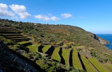 La vite ad alberello di Pantelleria diventa Patrimonio Unesco
