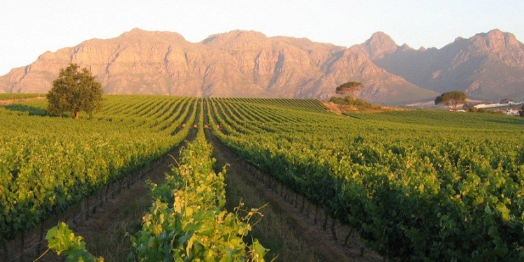 Jackson Family Wines: gli ultimi acquisti a Stellenbosch