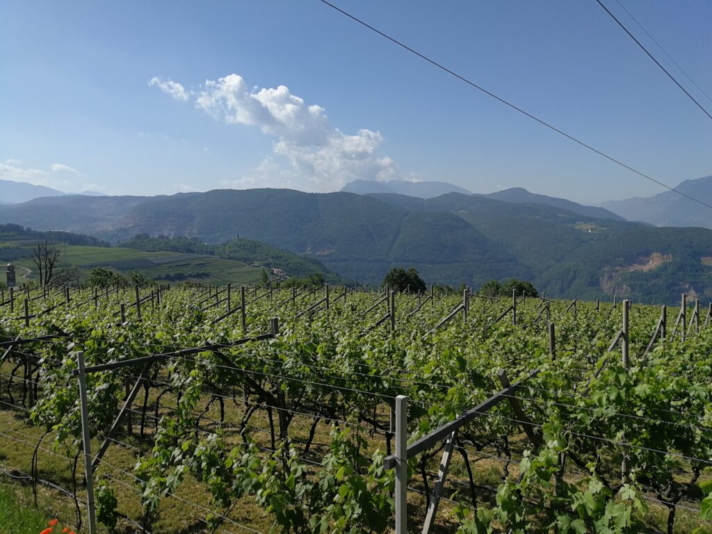 Uno dei piccoli vigneti di Muller Thurgau Musivum in Val di Cembra