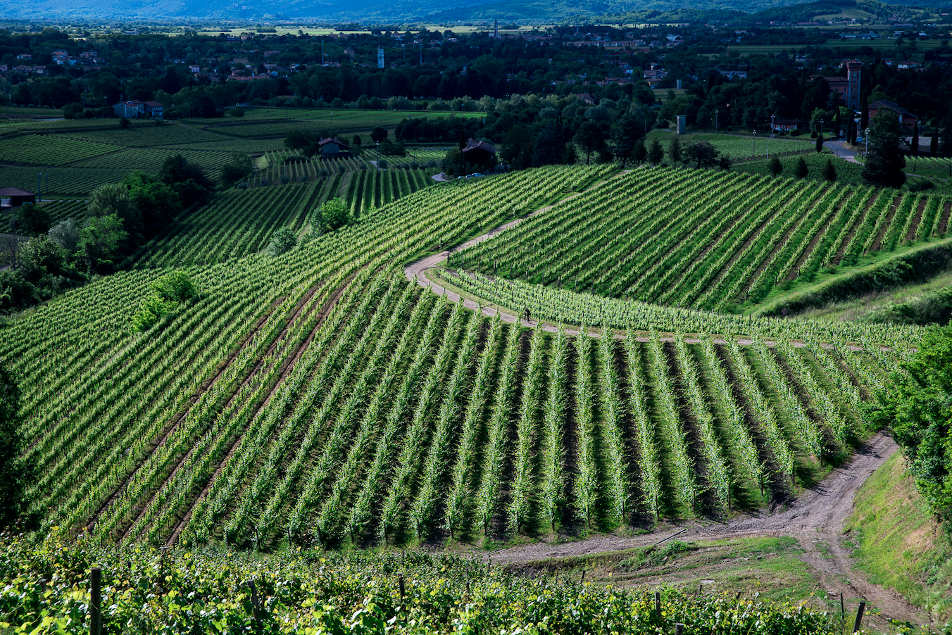 Il vigneto di Pighin nel Collio, a Spessa di Capriva