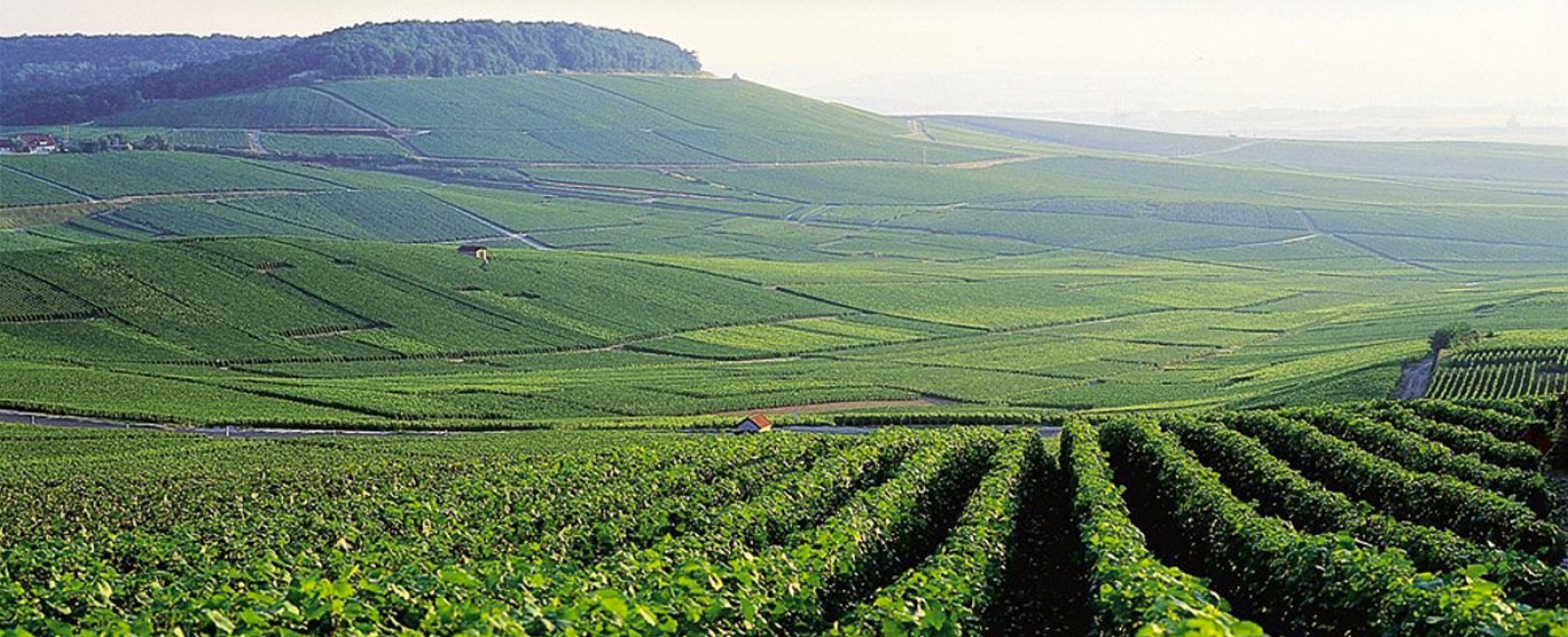 chef de cave di Perrier-Jouët