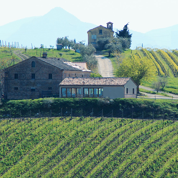 I vigneti di Pievalta, Cantina biodinamica marchigiana di Barone Pizzini