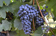 Le 7 uve resistenti selezionate dal progetto Vevir per la viticoltura trentina