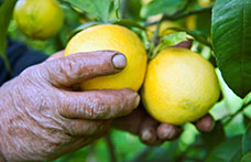 Bergamotto, l’oro verde della Calabria