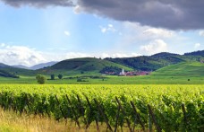 A settembre i vini d’Alsazia a Drink Alsace Milano