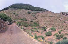 Viaggio a Pantelleria tra i tesori dell’isola: capperi e vini passiti