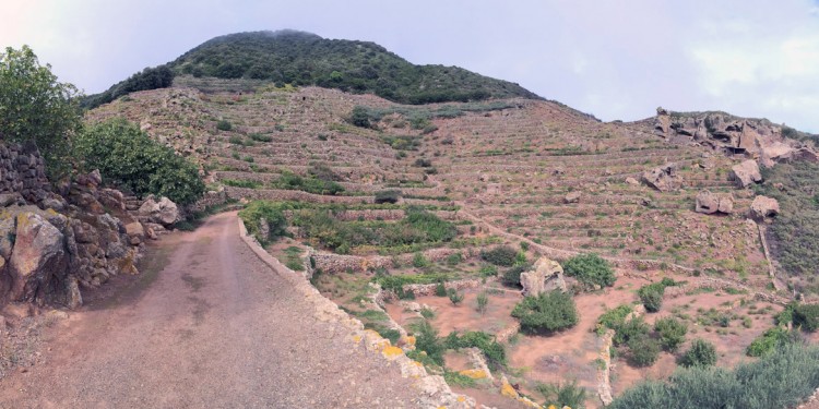 Viaggio a Pantelleria tra i tesori dell’isola: capperi e vini passiti