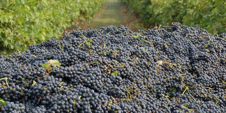 Produzione vinicola mondiale 2015. L’Oiv fa il punto