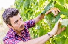 Giovani produttori: i vini Piwi di Thomas Niedermayr