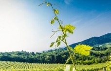 Weekend nel Collio, ai confini della viticoltura italiana