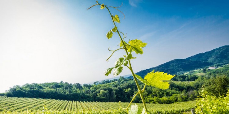 Weekend nel Collio, ai confini della viticoltura italiana
