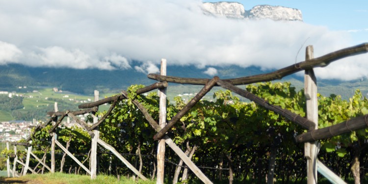 Il riscatto della Schiava, vitigno dell’Alto Adige