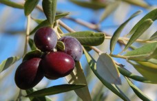 A Meditaggiasca le olive dall’antipasto al dolce