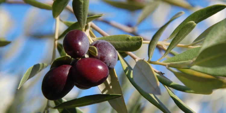 A Meditaggiasca le olive dall’antipasto al dolce