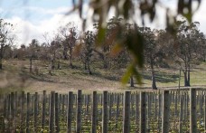 Viticoltura in Tasmania: il nuovo Eldorado del vino