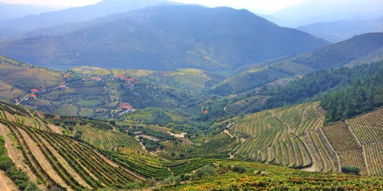 Il Portogallo studia gli autoctoni della Valle del Douro