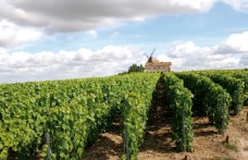 Il mercato dello Champagne tra Maison e vignérons