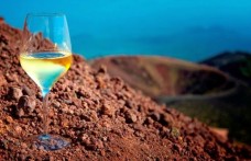 Mineralità del vino: i suoli più adatti