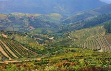 Il Douro Superiore è il Nuovo Mondo del vino Porto?