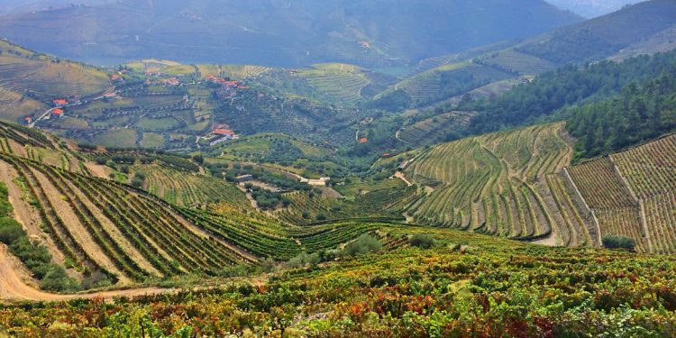 Il Douro Superiore è il Nuovo Mondo del vino Porto?