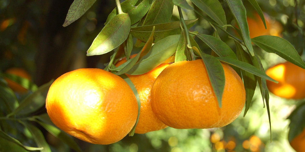 Pianta di mandarini Albero mandarino tardivo di Ciaculli 