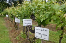 Riscoperto in Guascogna il vitigno autoctono Tardif