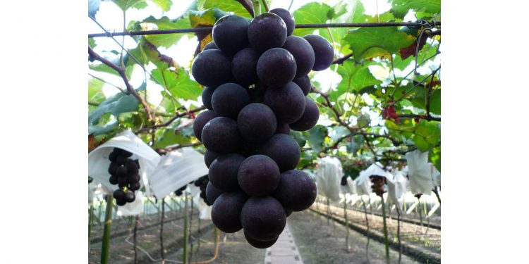 Kyoho, il vitigno più diffuso al mondo