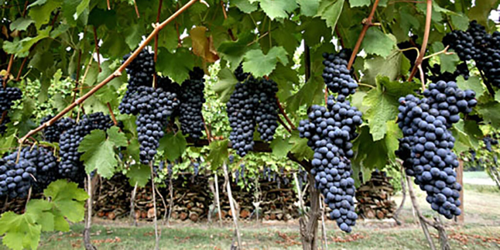 Uva Longanesi: fresca la Blu, d’impegno la Nera