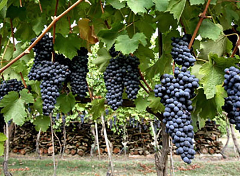 Uva Longanesi: fresca la Blu, d’impegno la Nera