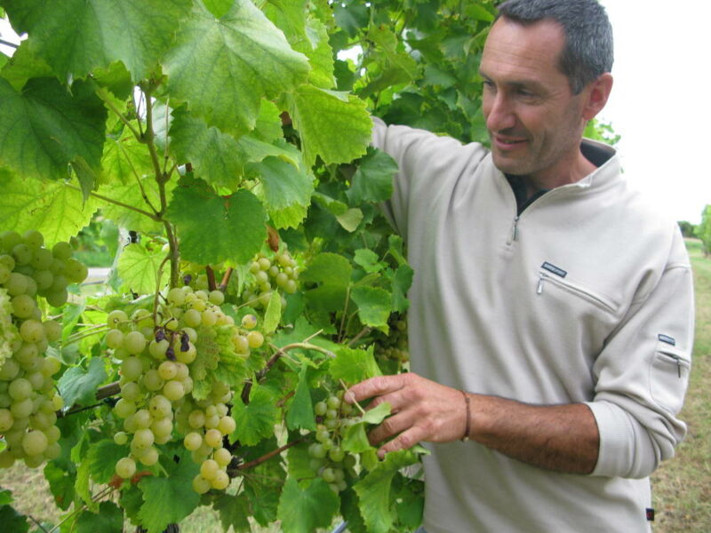 Uva Famoso, da due filari alla gloria